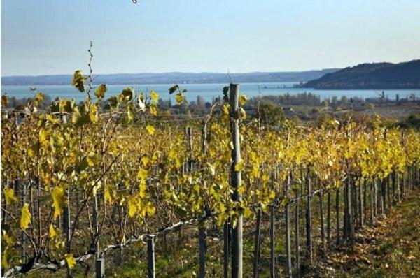 באלאטונפורד Koczor Winery & Guesthouse מראה חיצוני תמונה