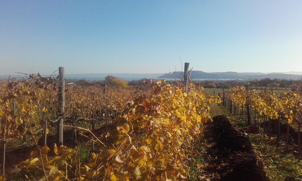 באלאטונפורד Koczor Winery & Guesthouse מראה חיצוני תמונה
