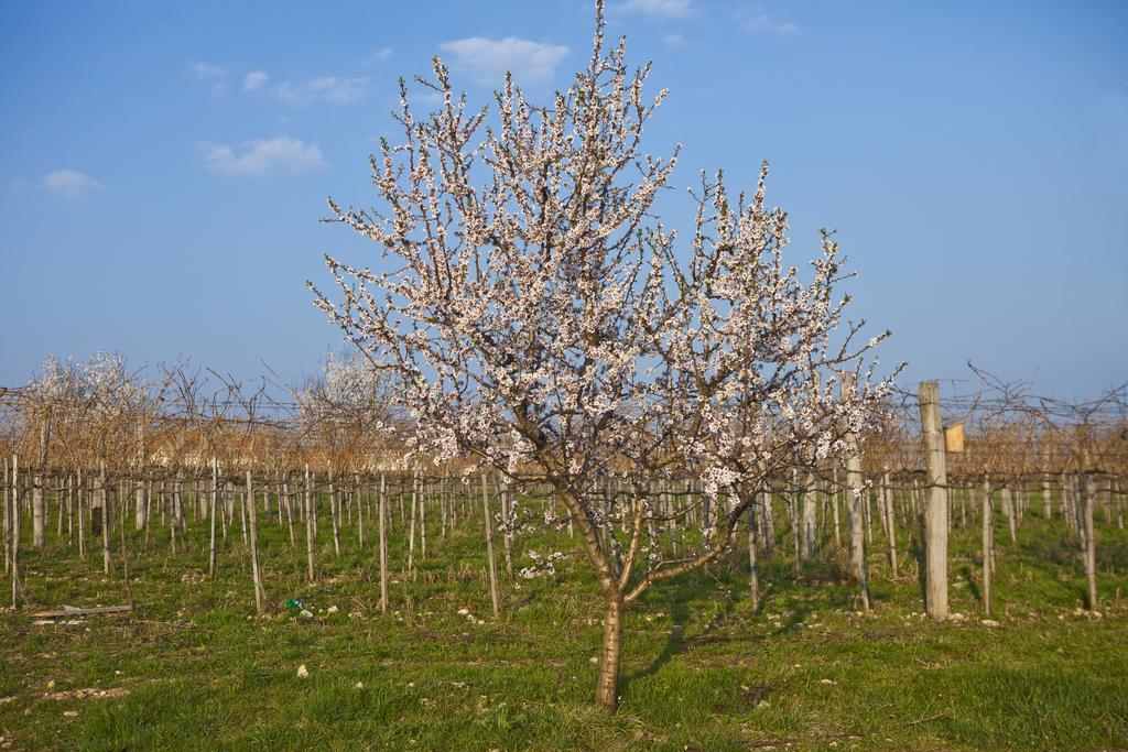 באלאטונפורד Koczor Winery & Guesthouse מראה חיצוני תמונה